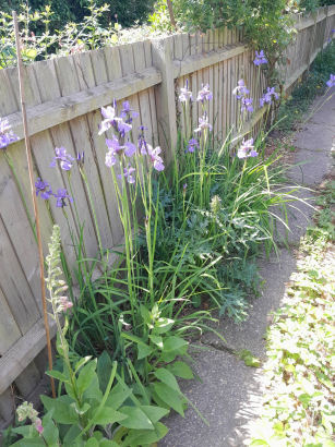 flowers